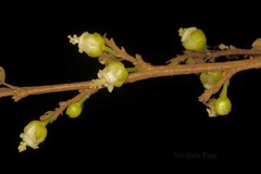 Paracroton integrifolius